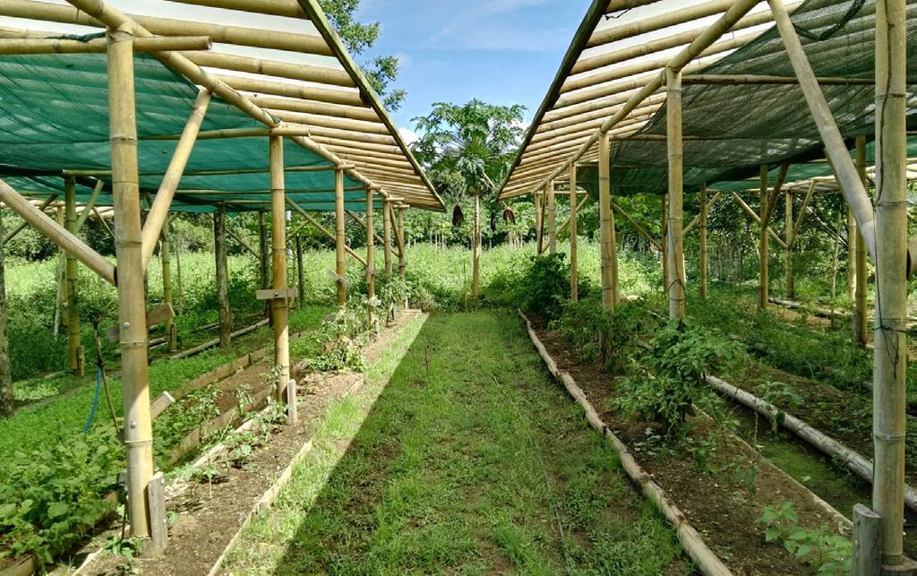 This is an ideal location for student groups and volunteers interested in tropical agro-ecology and sustainable agriculture practices.