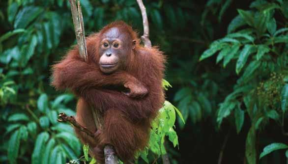 BORNEO EXPLORER ASIA / MALAYSIA Wildlife and Culture From Bako National Park in Sarawak to Danum Valley in Sabah, you will experience Borneo s rainforest, fantastic