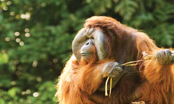 SUMATRA ORANGUTANS and elephants ASIA / INDONESIA Sumatran Rainforest and Wildlife This is a 7 day wildlife odyssey in the heart of the