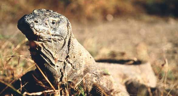 Flores and Komodo discovery asia / indonesia An island adventure by boat, 4wd and on foot A diverse trip offering magnificent panomaric scenery, beautiful