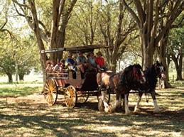 let them take you tripping where cars can t go on the 2 hour Steeles Point Carousel Horse & Carriage Tour.