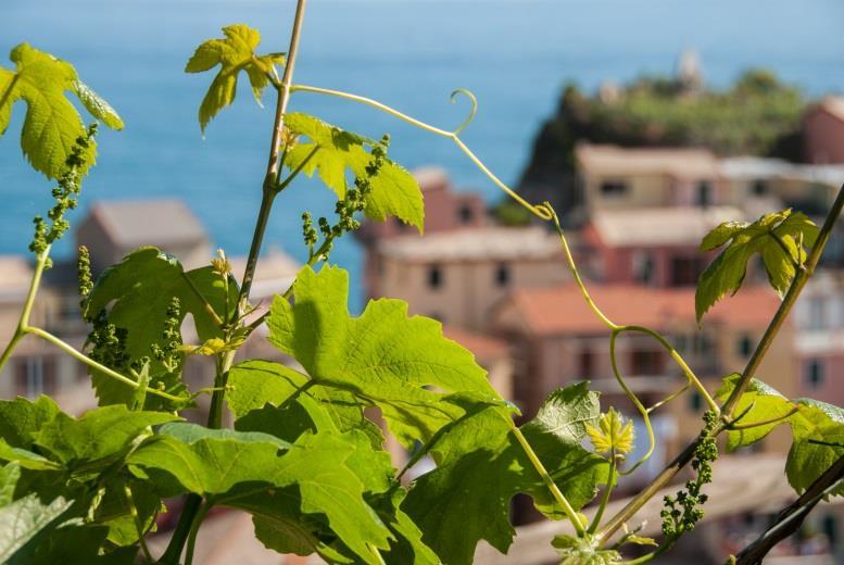V - Manarola wine experience Discover the viticulture traditions of Manarola with Alessandro, a young winemaker native of this beautiful village of Cinque Terre.