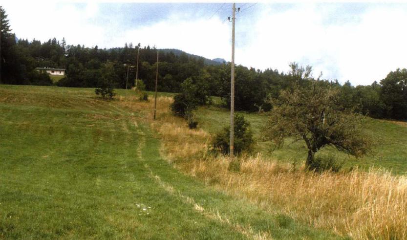 84 Švici so namreč ugotovili, da imajo nepokošeni pasovi na travnikih izjemno pozitiven vpliv na populacije velikih žuželk, zlasti ravnokrilcev, ki so poglavitna hrana velikega skovika; meseca julija