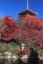 Kyoto was the center of politics and culture for 1,100 years. Kyoto became the capital of Japan in the 8th century.