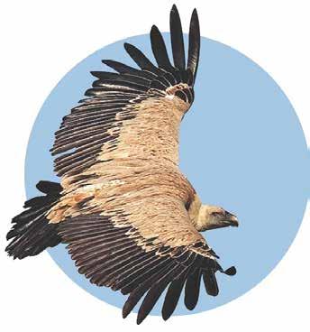 CONTENT VULTURES 2 MAIN PROJECT GOALS AND ACTIVITIES 3 TARGET AREAS 4 RESTORING THE GRIFFON VULTURE AS A NESTING SPECIES IN THE BALKAN MOUNTAINS OF BULGARIA 5 EXPLORING THE FEASIBILITY OF IMPROVING