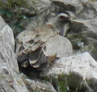 At the same time, the very first confirmed baby Griffon Vulture hatched into the wild appeared in 2015, five years after the start of the releases in the