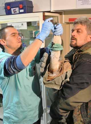 CAPTIVE BREEDING OF VULTURES The current project has allowed the team of the Green Balkans Wildlife Rescue Centre in Stara Zagora to gain invaluable