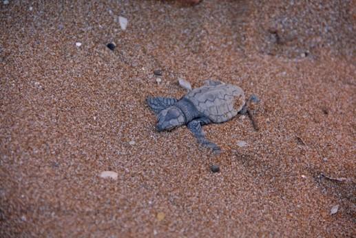Share our experience protecting our fragile environment Rethymno NAtour Love it Rethymno beach welcomes every year the egg-laying sea turtles Caretta-Caretta.
