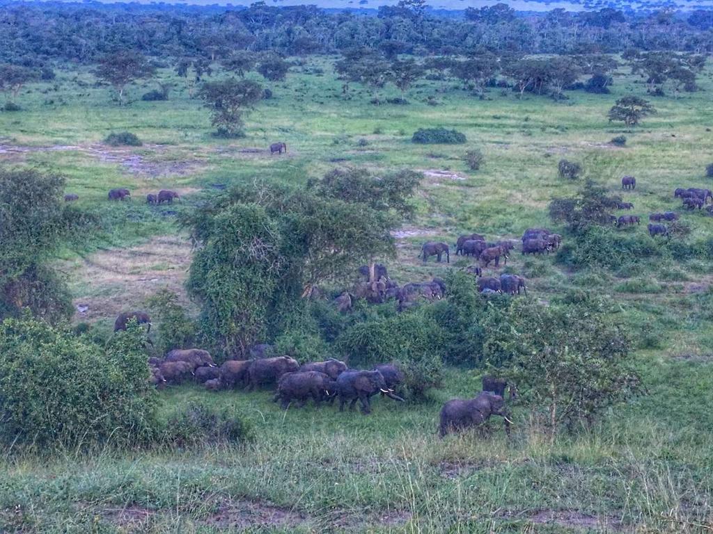 Watching a migration of 200 elephants sweep across the park as the sun set, right outside Ishasha Wilderness Camp.