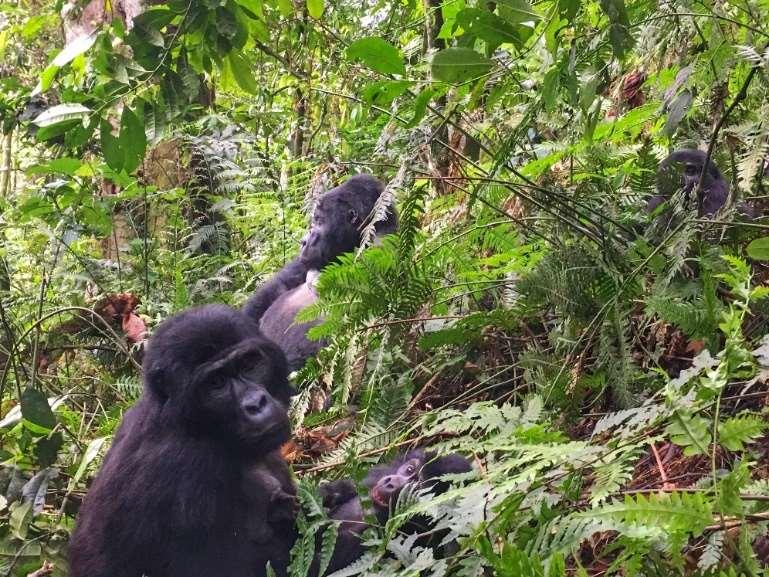 Bwindi is home to almost half of the world s mountain gorilla population, and a visit with incredible animals is undoubtedly the main attraction.
