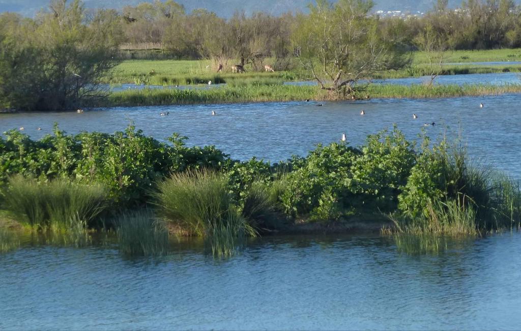 5. BIRD WATCHING IN EMPORDÀ This circular route provides a complete overview of the different ecosystems and the most emblematic species of the Natural Park of the Aiguamolls de l'empordà (north of