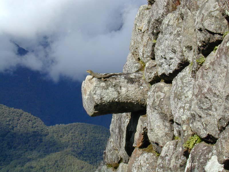Chinchillas and lizards live wild in Machu Picchu, along with llamas and