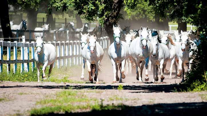 #Lipica At the Lipica Stud Farm, founded in 1580, black foals grow into white horses that are much admired for their strength and graciousness.