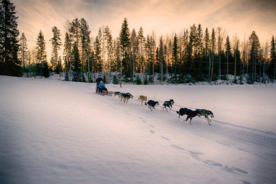After breakfast transfer to the kennel located in a picturesque river valley between Kiruna and Nikkaluokta.
