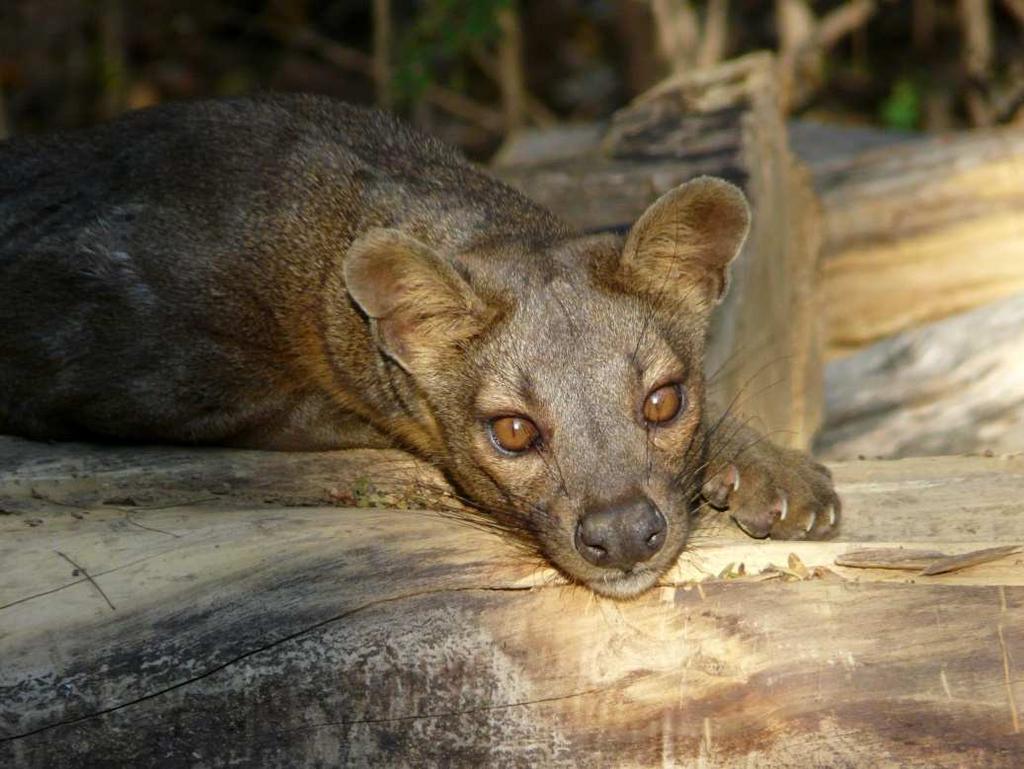 (4) / There are at least eight fossa s in the area and several of the individuals have become habituated to human presence as a result of a long term fossa study project.