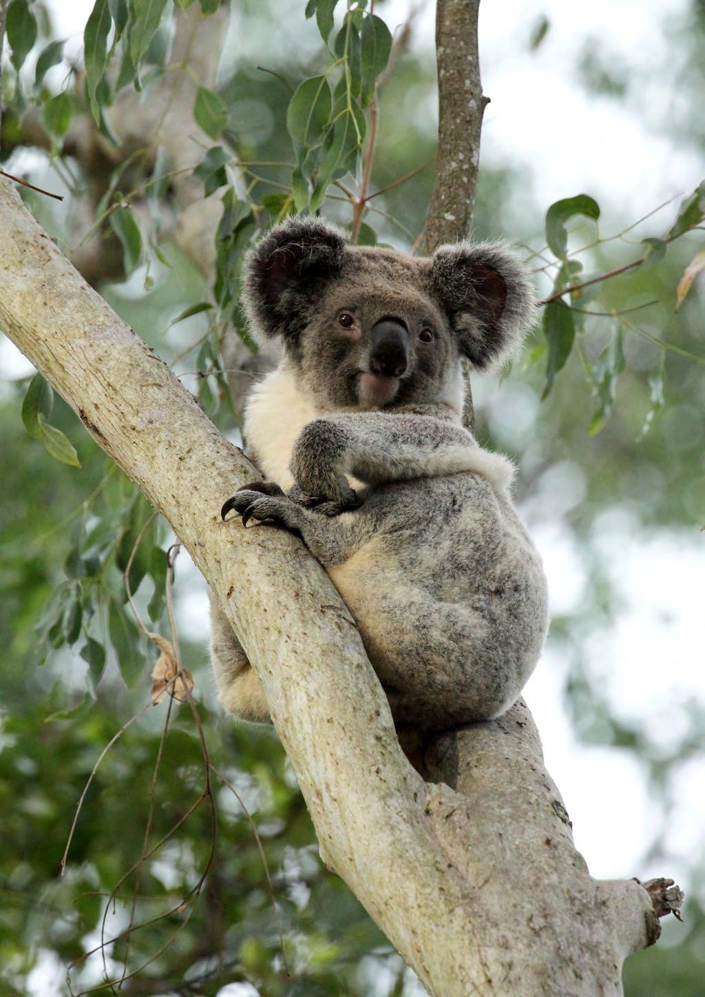 Koala Conservation Plan