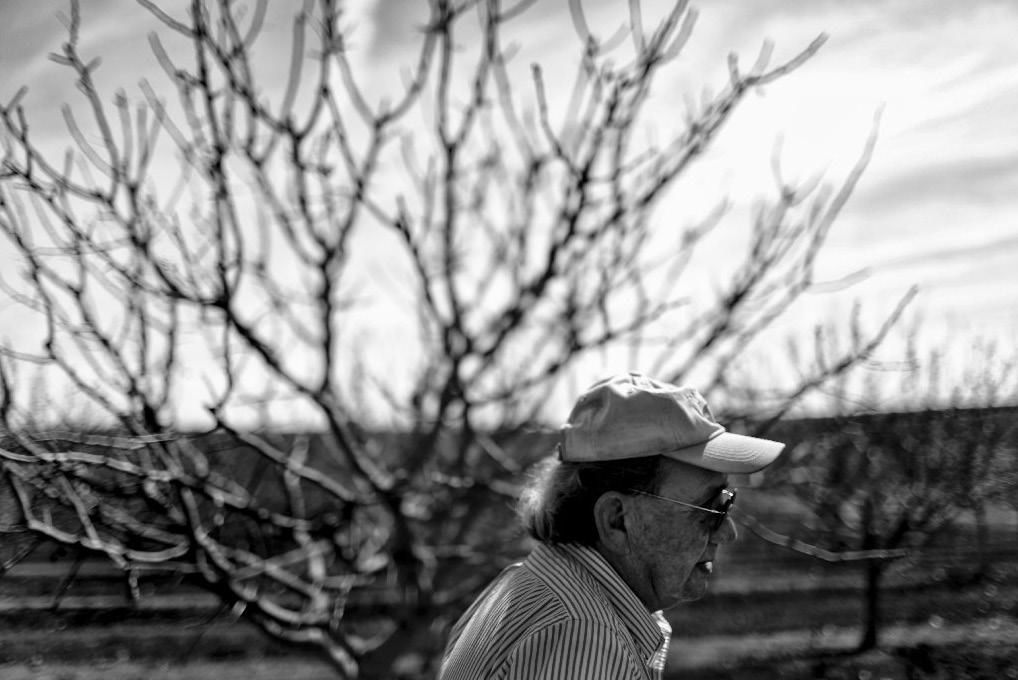 FRIDAY, JULY 4, 2014 Photographs y Michael Roinson Chavez/ Los Angeles Times FRED LUJAN, 68, saw his trees as his aies, and gave them names. In Feruary, the 10-acre orchard was sprouting leaves.