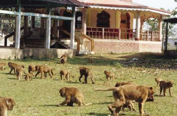 Medhi et al. Temples with primate populations We recorded 16 temples in seven states in northeastern India that were inhabited by nonhuman primate populations.