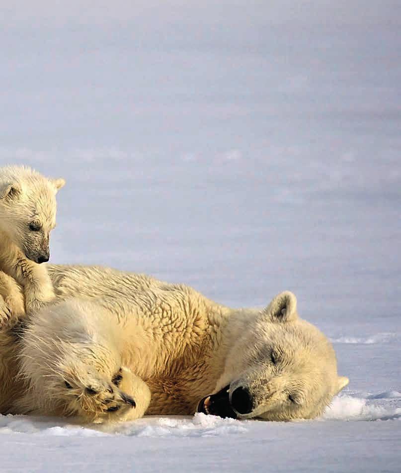 The gem of Arctic Norway is fascinating and challenging. Polar bears roam the wilder ness, seals dive, and birds swoop.