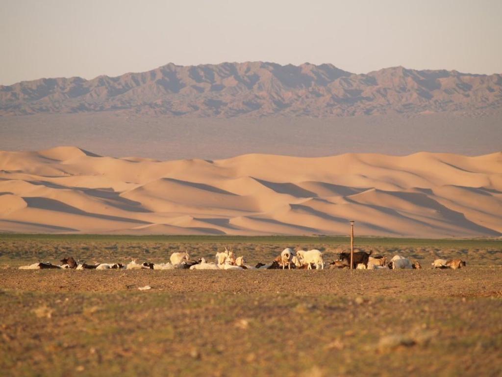 Khongoryn Els are some of the largest sand dunes in Mongolia, 100 kilometres long and up to 300 metres high.
