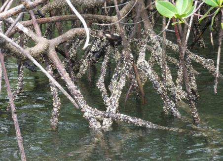 reportado previamente para el golfo de Nicoya, Costa Rica. El organismo perfora las raíces y es la causa probable del colapso de los árboles por debilitamiento del soporte radicular.