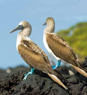 Pinnacle Rock, Bartolome Blue-footed Boobies Join us for this unparalleled journey and discover the wonders of the natural world as we explore the Amazon River and Galapagos Islands aboard two very
