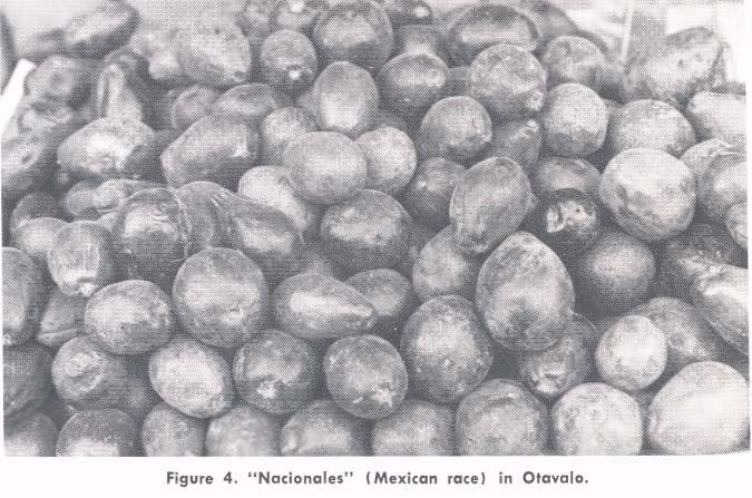 through Dr. Wilson Popenoe. Among these: Fuerte, Nabal, and Puebla. The propagation of Fuerte in Ecuador has been made from this Granja originally.