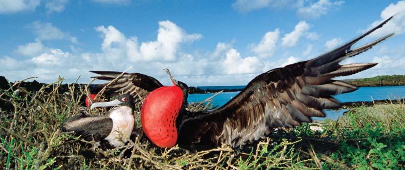 Watch for the magnificent frigatebird, one of the many different species of birds living on the Galápagos Islands, doing its unique mating dance.