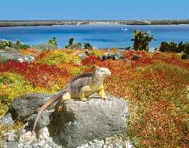 Dominated by the sweeping slopes of La Cumbre Volcano, the moon-like landscapes of Fernandina Island are the most pristine and untouched of all the Galápagos Islands, home to the famous flightless