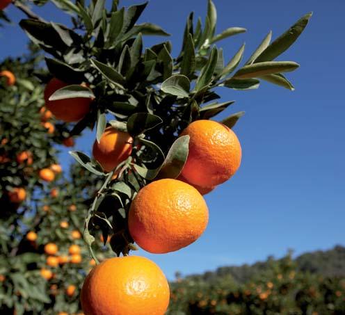 TOURS Technical visits will allow delegates to get acquainted with different aspects of the Spanish citrus industry.