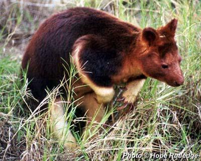 Appendix 2: WWF Report South East Papuan Rainforests The mammalian fauna consists of a wide variety of tropical Australasian marsupials, including tree kangaroos (Flannery 1995).