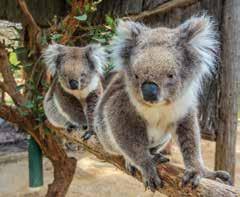 Adelaide at 8am Adult/Child $154 Cleland Wildlife Park Located just 20 minutes from Adelaide city centre, Cleland Wildlife Park is the perfect place to relax and interact with some of Australia s
