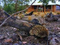 to offer. The retreat offers a range of comfortable accommodation, walking trails, abundant wildlife and great food.