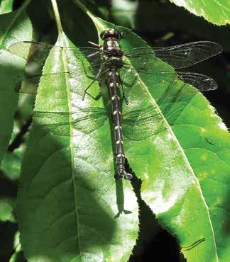 A Native Wonderland Whether you are on the track for an easy walk to a cool swimming hole and picnic spot or a serious tramp, keep an eye out for kapokapowai, the giant bush dragonfly, or New Zealand