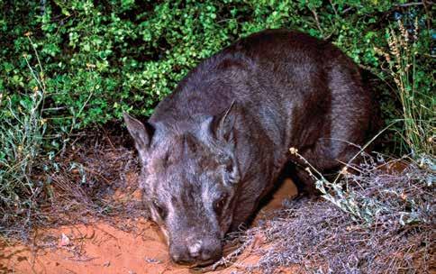 Cover image: Daintree Rainforest, North Queensland Global Warming Images / WWF-Canon Northern Hairy Nosed Wombat Queensland Government KEY FINDINGS 1 We estimate the biodiversity and tourism benefits