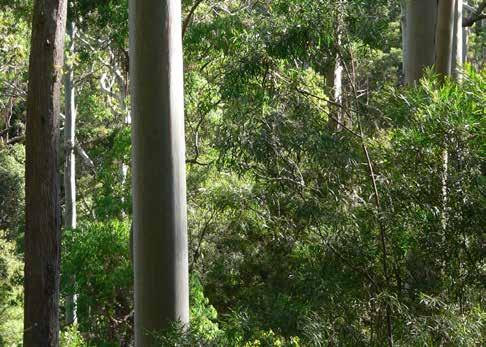 Climate refuge forests, Kroombit Tops Queensland Government State Forests and high climate refuge value properties in contrast have very high proportional overlaps of 78-81%.