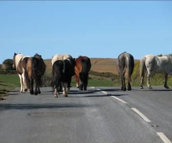 Impacts of Tourism 2 Case Study 3 A sustainable tourism project in the UK Dartmoor National Park Authority Dartmoor National Park is one of the most famous in the UK and like all national parks is
