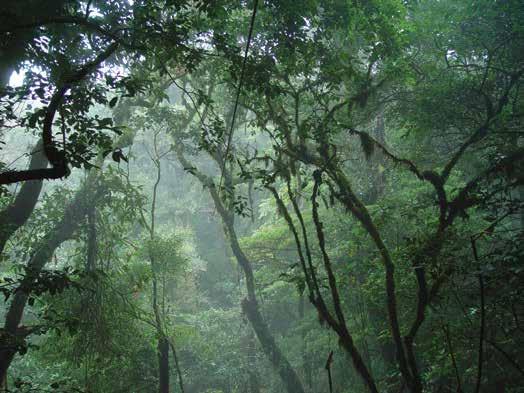 Few exist in the world, and Monteverde is one of the few destinations where cloud