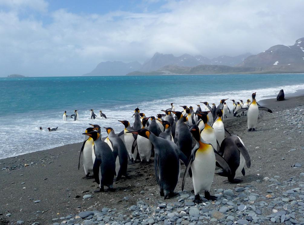 A few of the tens of thousands of King Penguins in the Bay of Isles PLAN B FOR THE MOUNTAINEERING TEAM When you go on a trip to South Georgia you have to be phlegmatic, flexible and prepared to tear
