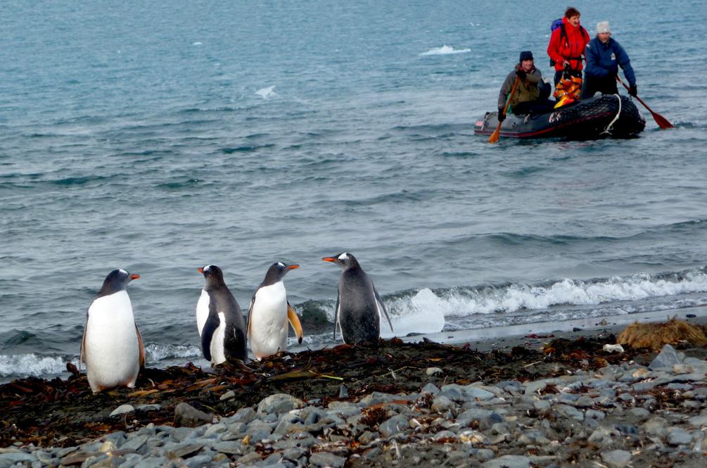 SOUTH GEORGIA EXPEDITION 2018 Gentoo penguins in King Haakon Bay, where Shackleton landed the James Caird in 1916 LATE WINTER SEASON We have chosen the late-winter/early-spring season for several