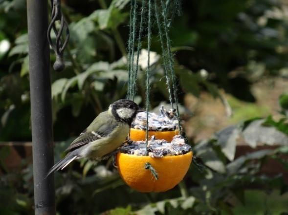 Fill our bird feeders then sit back and watch them get stuck in!