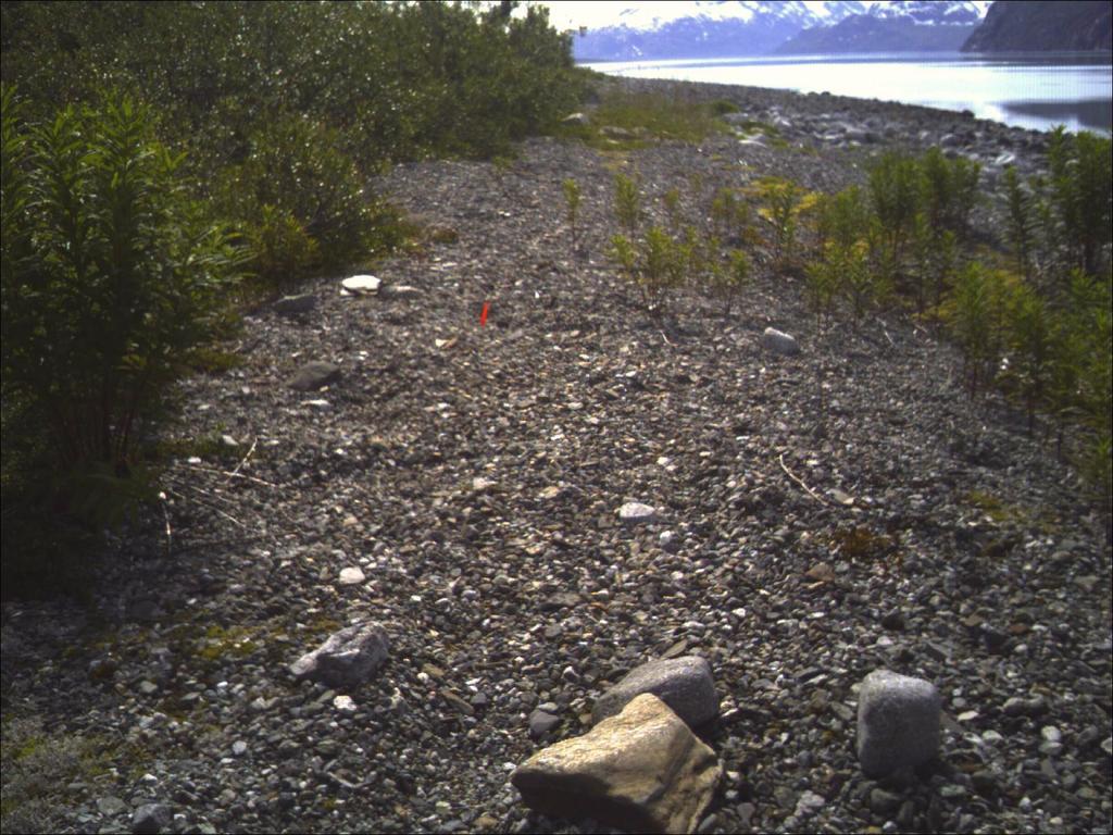 ON THIS PAGE Camper-placed rock rings and vegetation loss in Glacier Bay National Park & Preserve Photograph courtesy of Glacier Bay National Park &