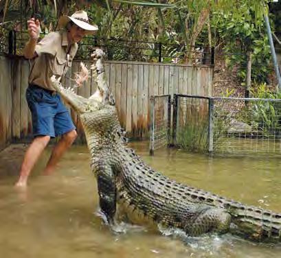 hartley s Inc. Scenic Rail, Kuranda & Skyrail Hartley s Crocodile Adventures: Hartley s Crocodile Adventures - the best place to see crocodiles in North Queensland!