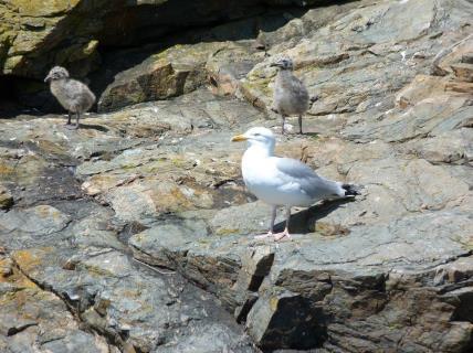 unfortunately there are gull on Sark ready to do this so the puffin parents have to be vigilant from early May
