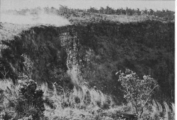 bank near Volcano House is an outstanding example of this, although fumaroles are found throughout the wetter portions of the park area.