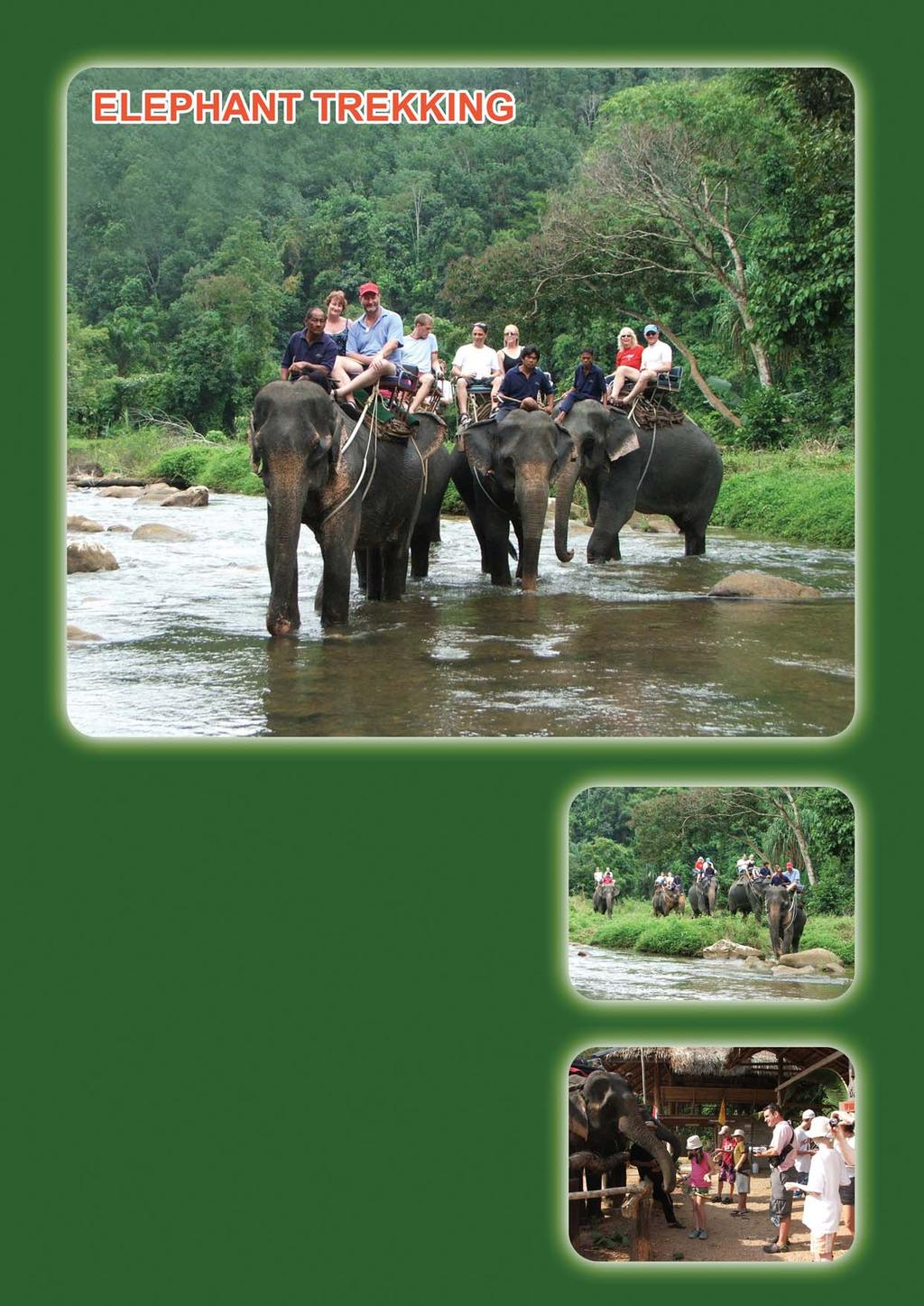Elephant Trekking Tour Code (SLC 02) Being escorted on giant 4-leg wildlife through jungle gives you different experience from sitting on any vehicles.