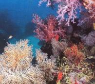 Ranong Province has a total coral reef area of 2.57 sq km, consisting of shallow water coral reefs in the east coast of Pha Yam Island, Khang Khao Island and Kum Islands.
