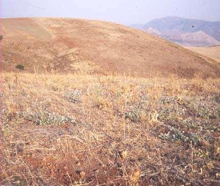 na nekim područjima, nakon sijanja, zemljište ostaje gotovo potpuno ogoljelo, s velikim potencijalom za nastanak erozije (zimske
