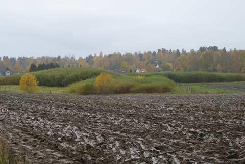 Slika 13: Plantaža vrbe (u pozadini) uz uzoranu oranicu (fotografirano u jesen) (Foto: Nils-Erik Nordh) Generalno gledano, kompaktnost tla može biti manja kod plantaža KKO nego kod ostalih usjeva