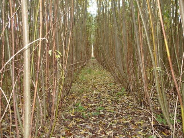 Slika 14: Unutrašnjost plantaže vrba; tlo je obogaćeno ugljikom koji